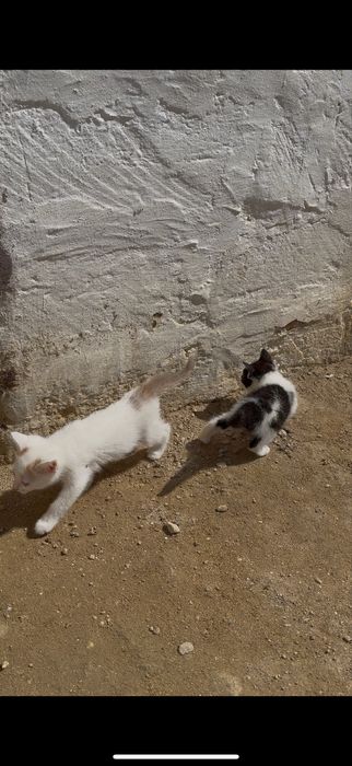 В хорошие руки все мальчик котята