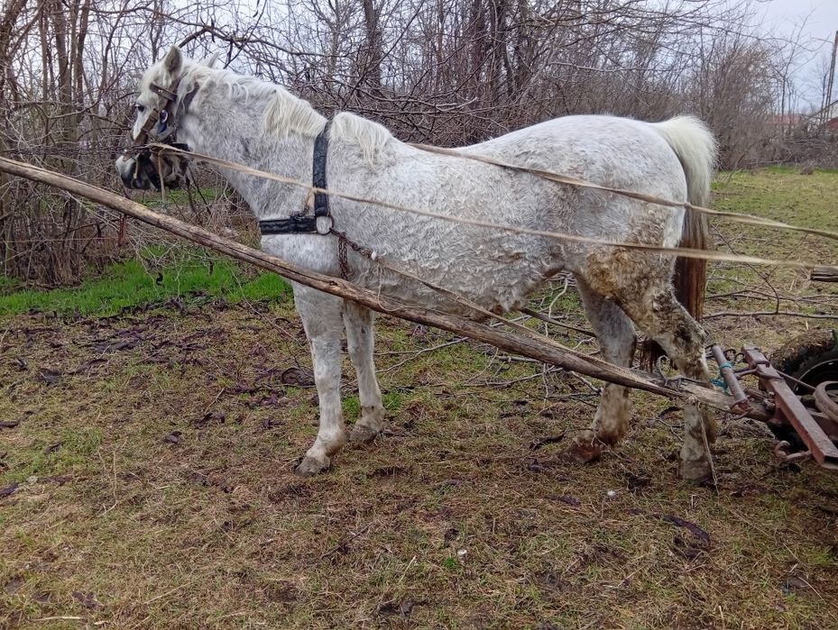 Iapa cuminte și muncitoare