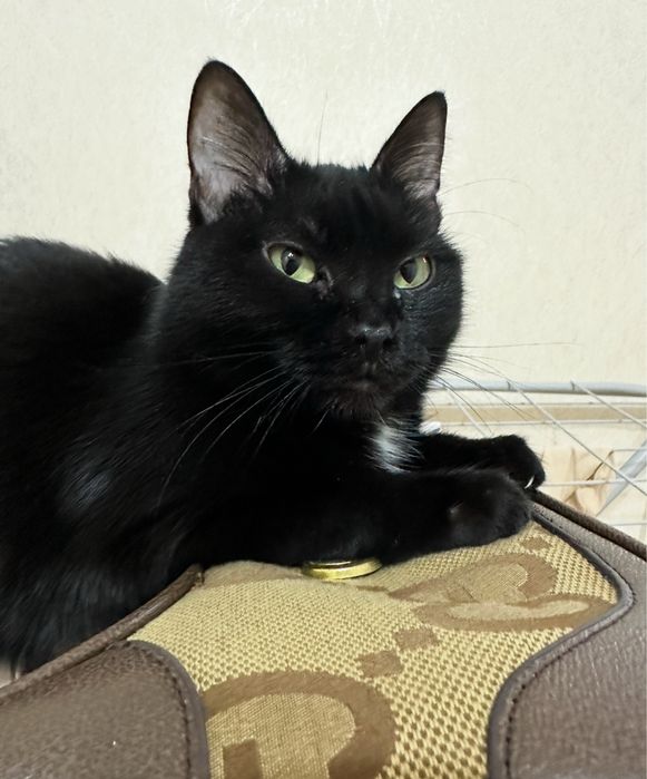 Отдам взрослую кошку