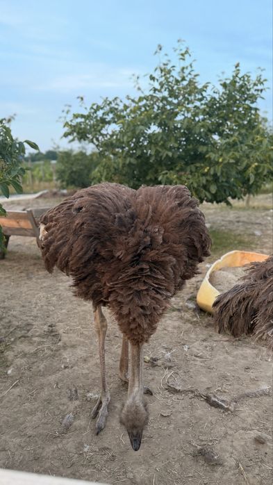 Struți africani de vânzare – sănătoși și bine întreținuți