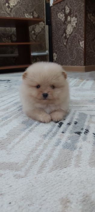 Кремовый мальчик шпиц