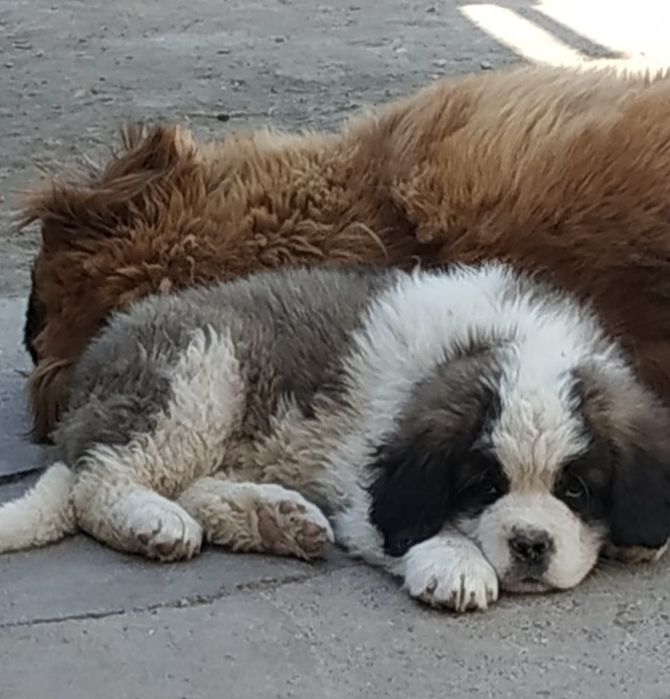 Продам щенков Сенбернар