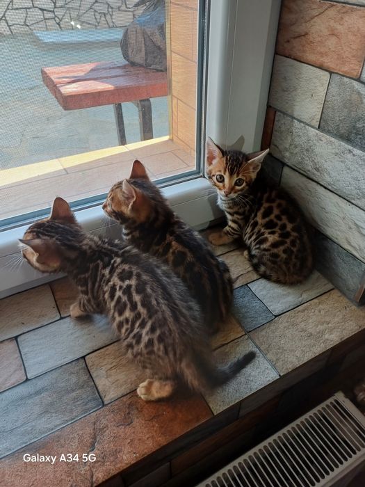 Породиста Бенгалска котка