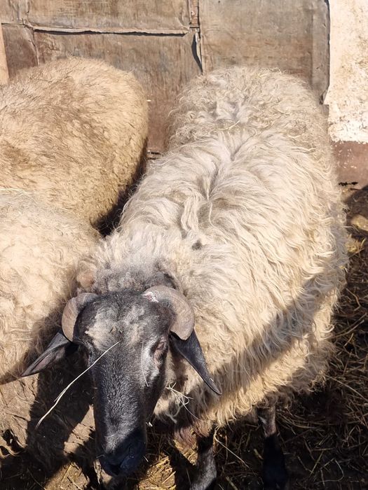 Vând berbec bun de ținut sau sacrificat