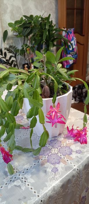 Продам кактус декабрист