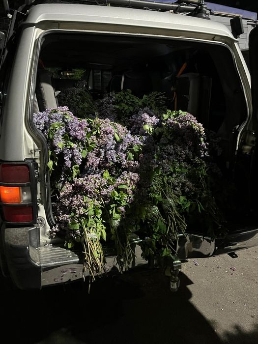 Сирень домашняя, оптом и в розницу