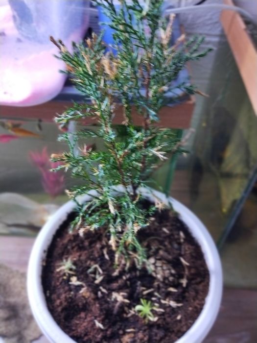 Туя хвойное растение