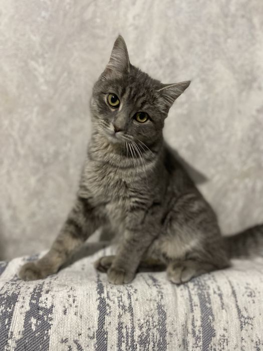 Отдам кошку в добрые руки !