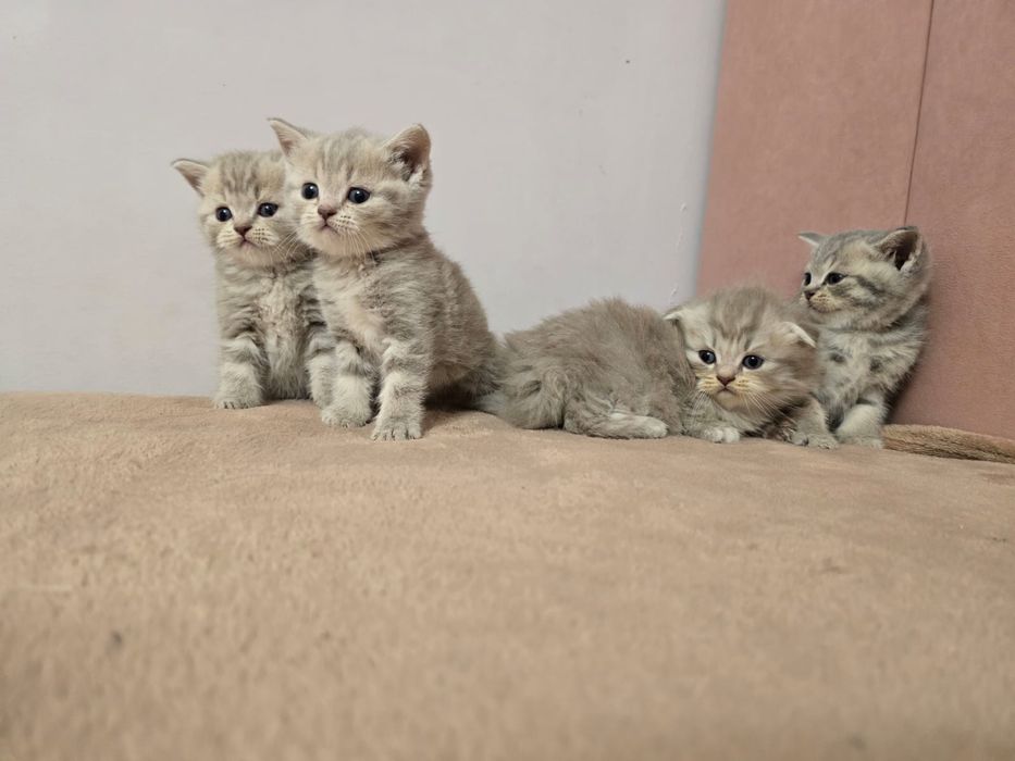 Шотландские Вислоухие котята