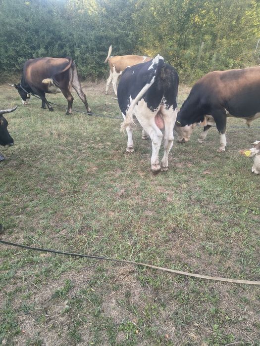 Vând doi tauri o vacă și o mânzată