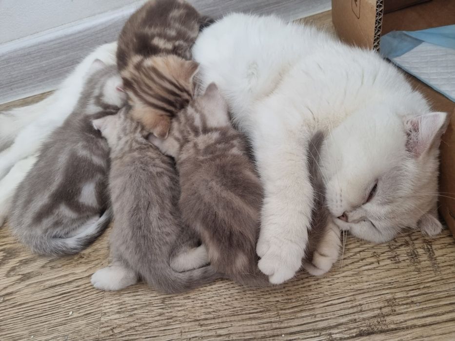 Котята породистые