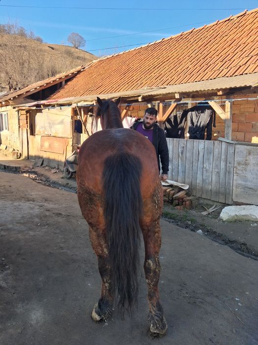 De vanzare iapa de sase ani si caruta