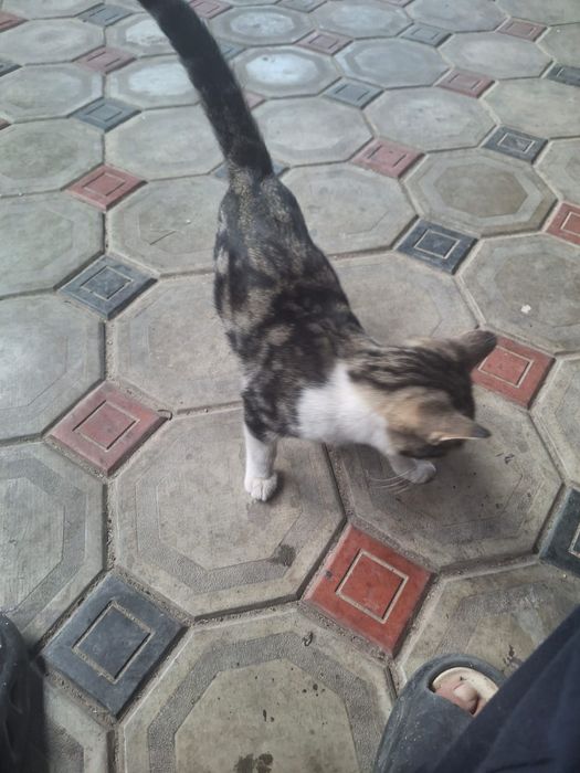 Отдам кота в хорошие руки