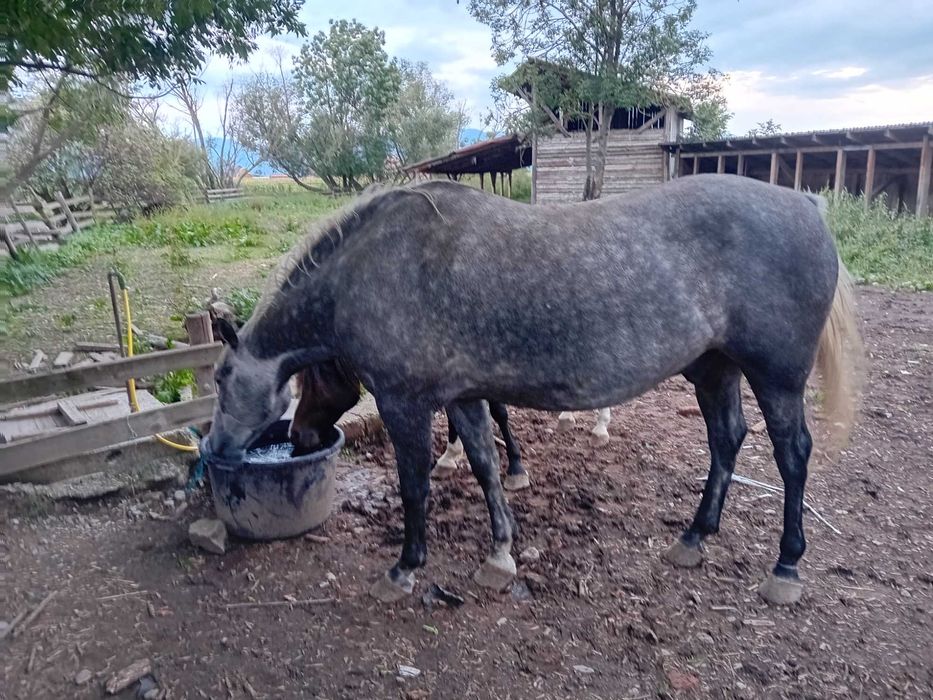 Ponei sport si Lipitan castrat