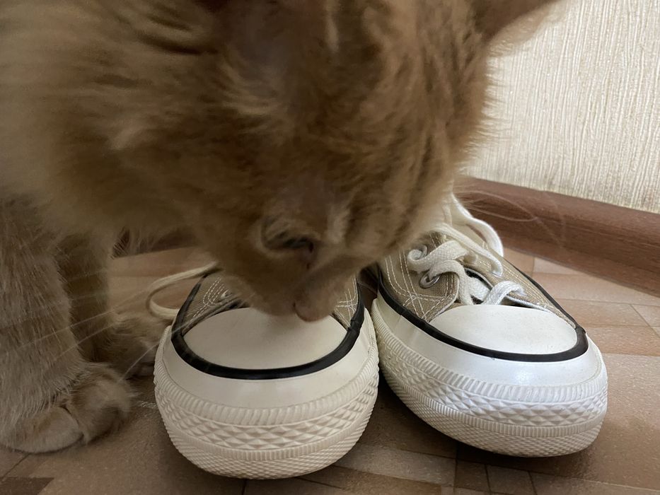 Конверсы закос новые