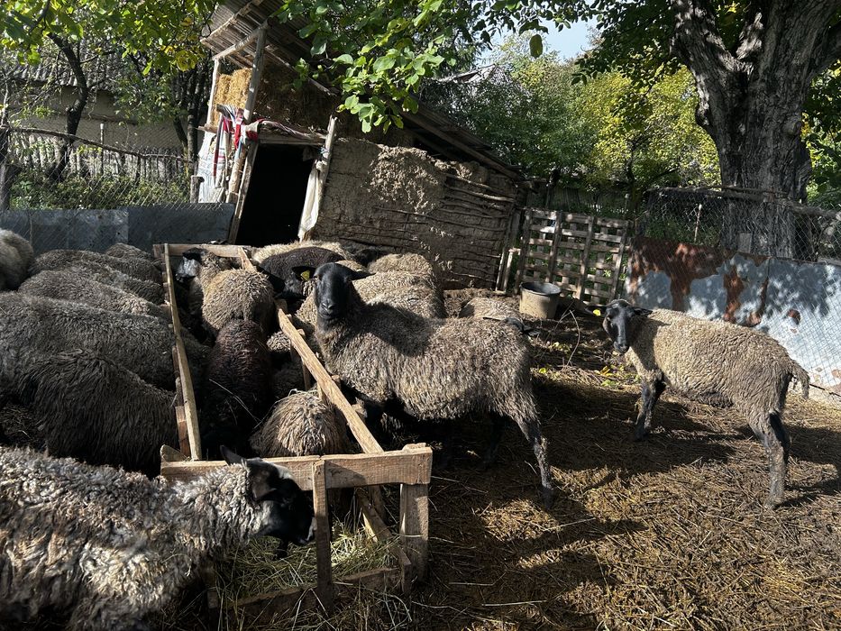 Oi romanov de vanzare