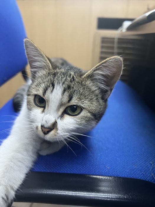 Отдадим котенка  девочка в добрые руки