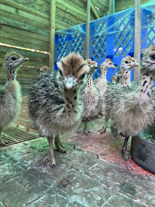 Vând Pui De Struț/ comenzi pui pentru anul 2026