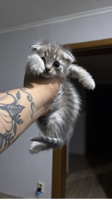 Вислоухие котята