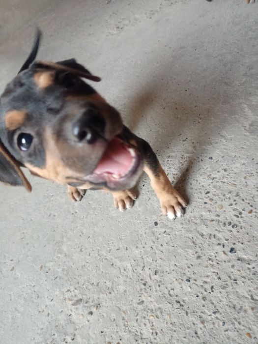 Продаются собачки