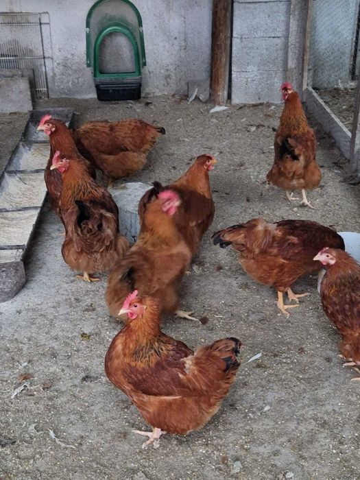 Oua pentru incubat si pui