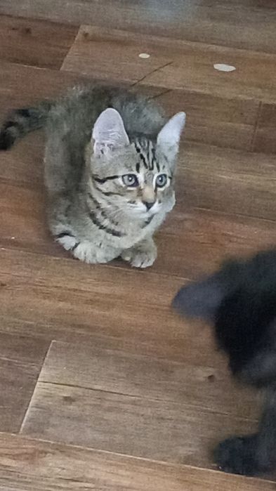 Котёнок бесплатно помесный
