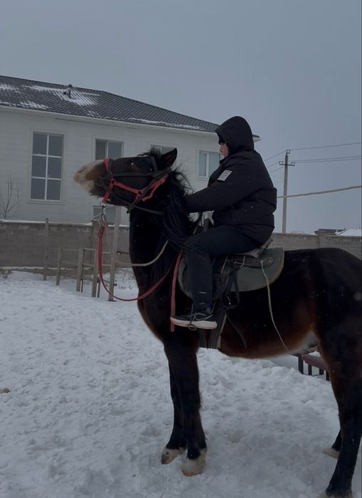 айғыр обмен пішілген атпен