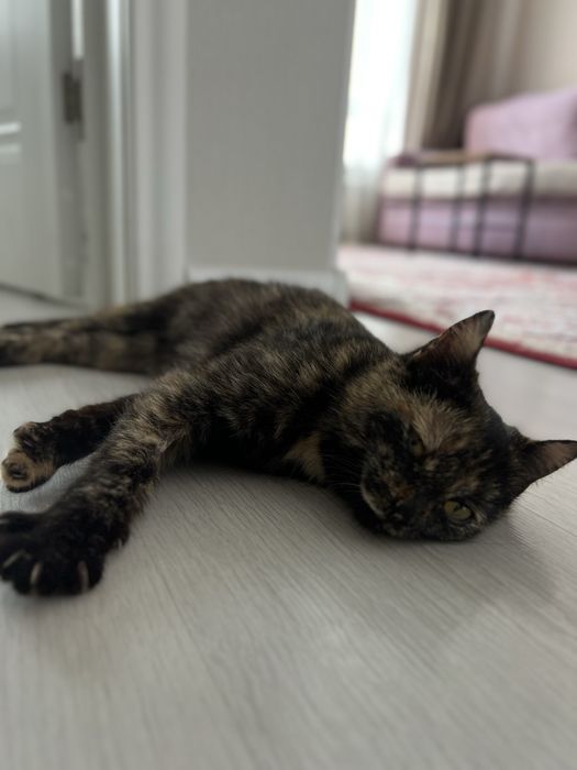 Кошка черепахового окраса