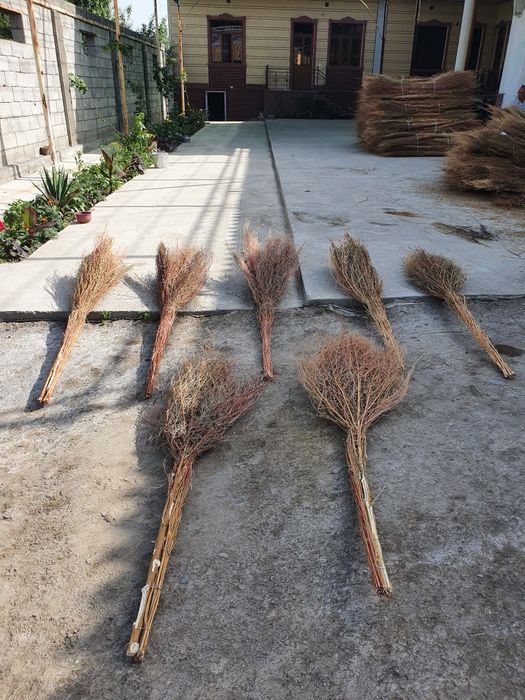 Веник сорго  метла