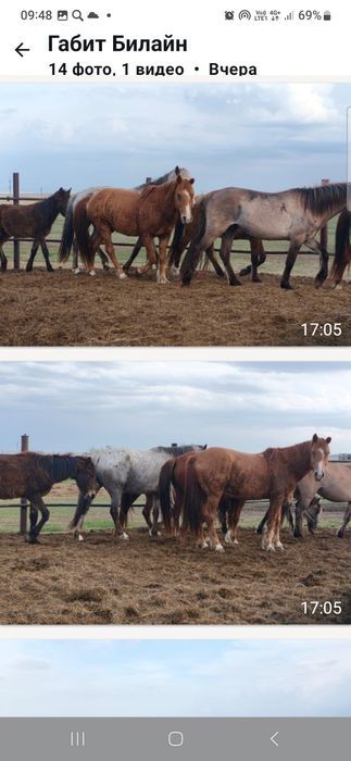 Лошади для езды и прогулок.