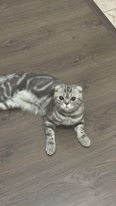 Кот для вязки на вашей территории