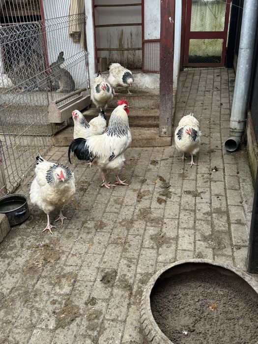 oua pentru incubat Sussex