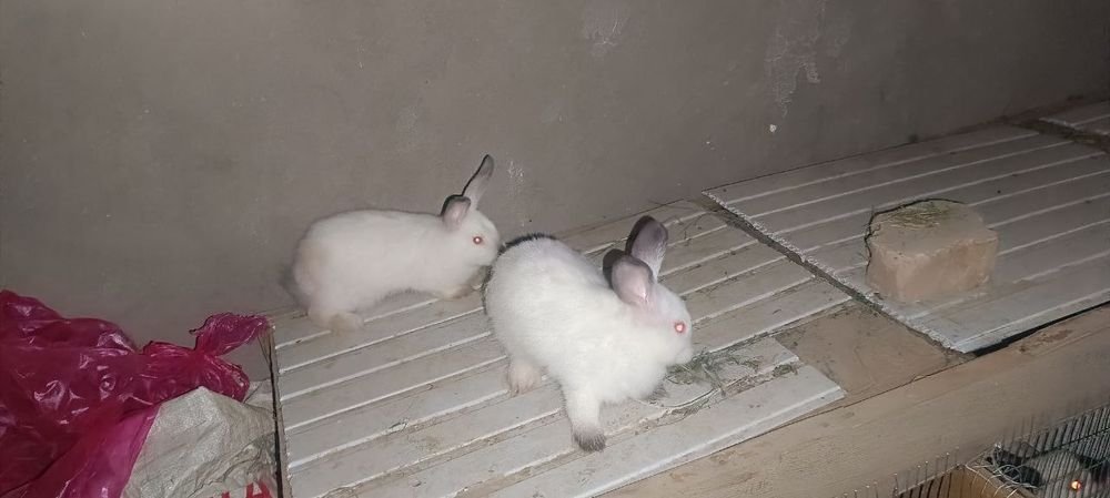 Продается Калефарнийские кролики