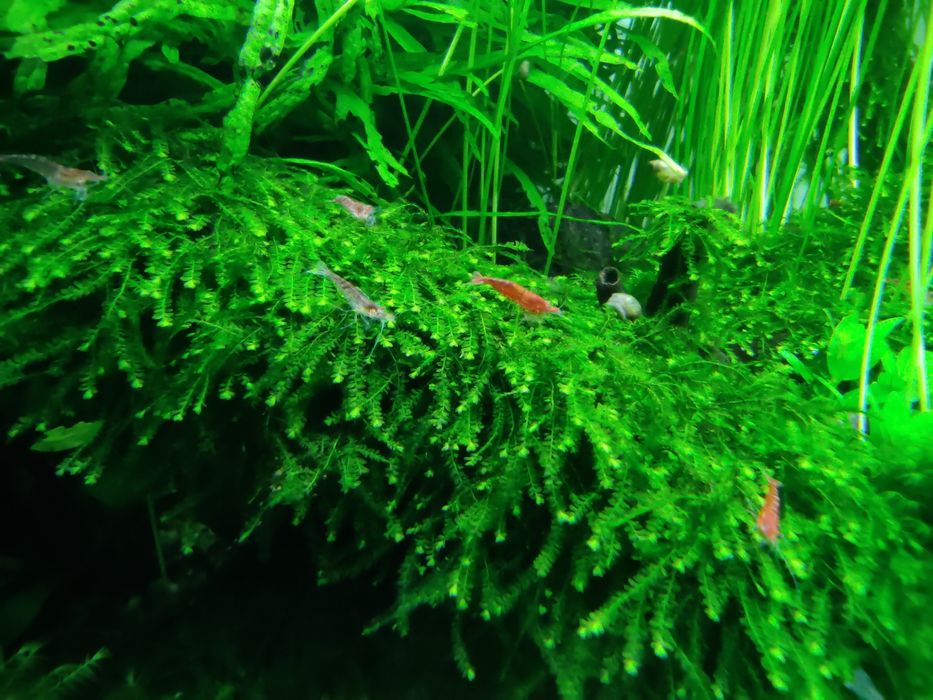 Creveti Red Cherry melci asasin