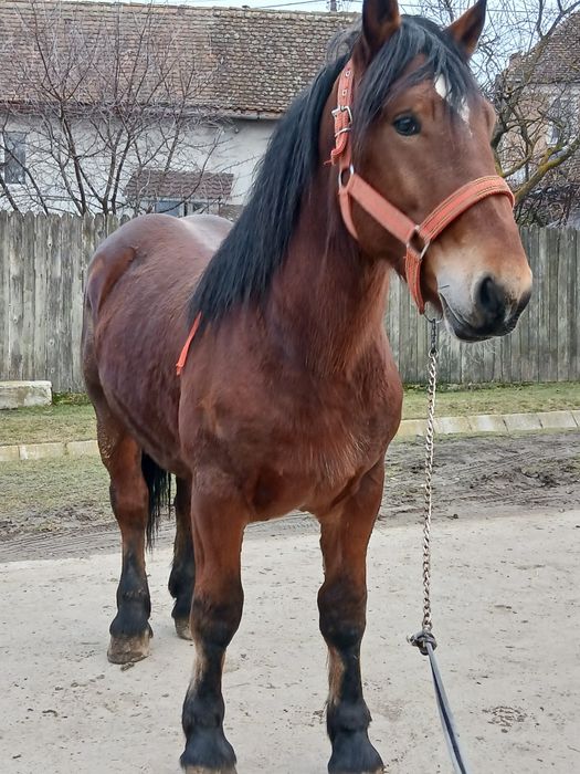 Armăsar de montă fac si deplasari