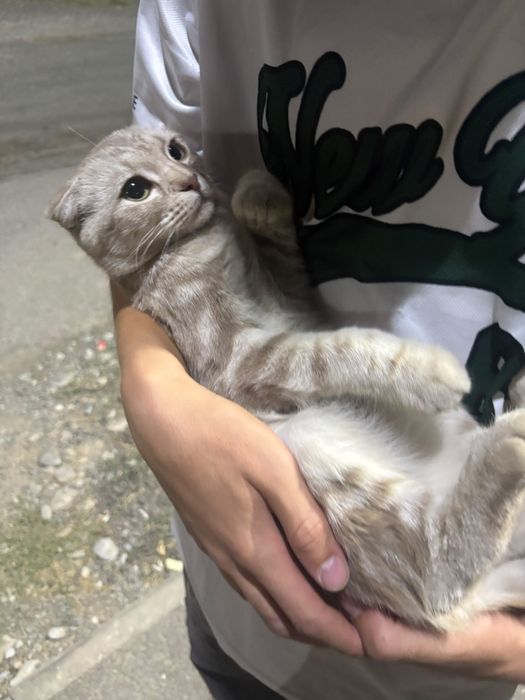 Шатланский кошка
