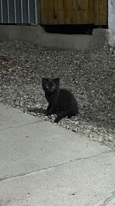 Котята домашние