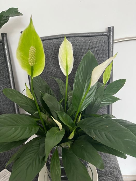 Комнатные домашние цветы