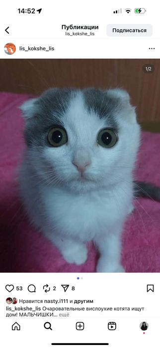 Котенок мальчик бесплатно