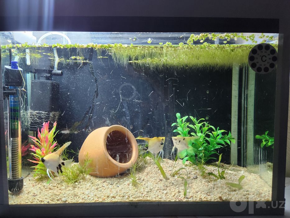 Akvariyum 35litr