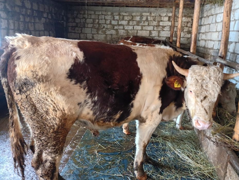 Taur bălțat românesc și juninci posibil gestante