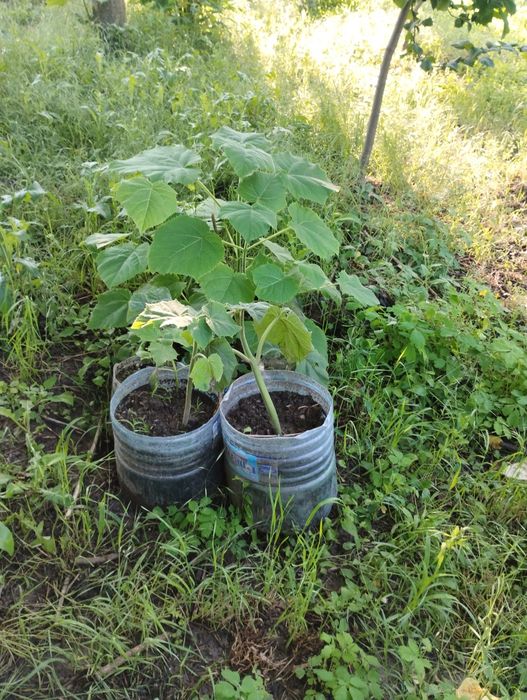 Пауловния томентоса, Рустифина (Rhus typhina)