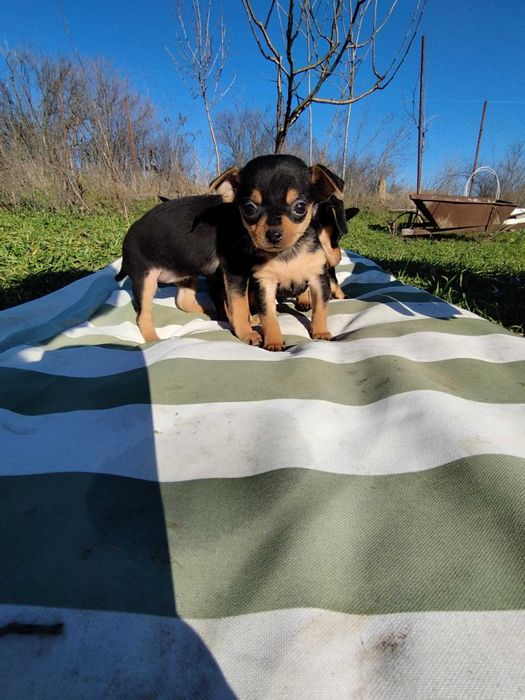 Малки пинчерчета