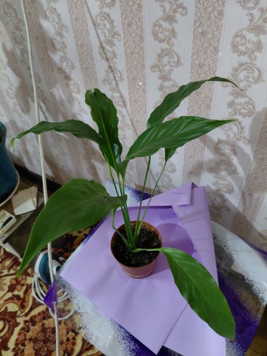 Женское счастье спатифиллум