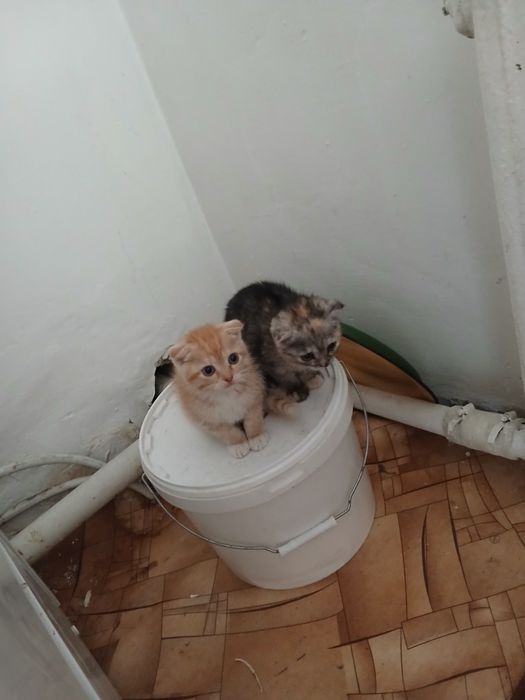 Отдам котят 3х месячные
