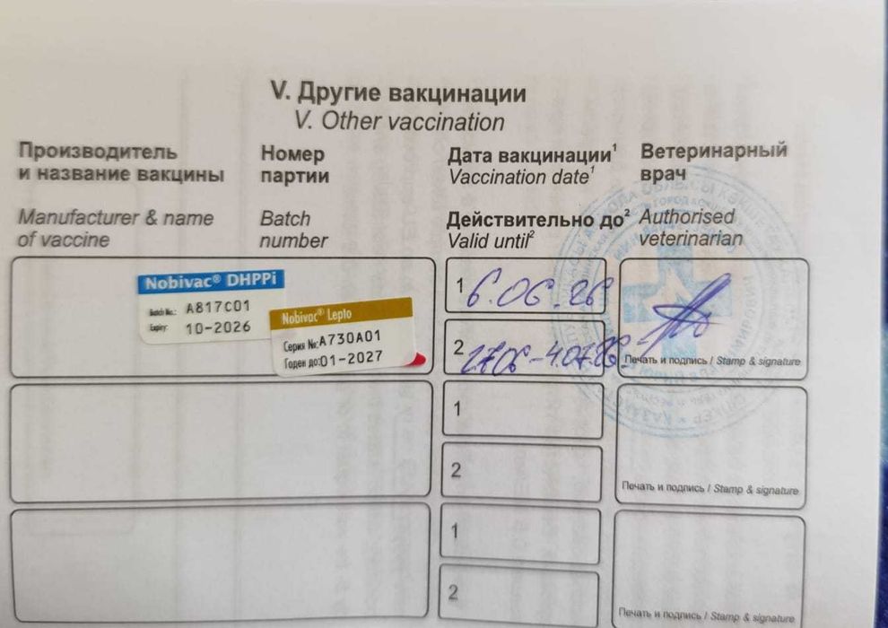 Французский бульдог