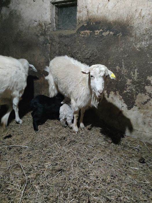 Продам коз с козлятами