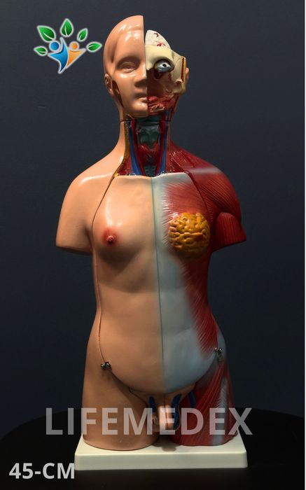 Анатомические Муляж ТОРС