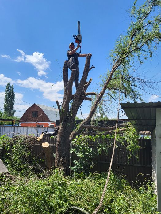Спил деревьев обрезка плодовых деревьев