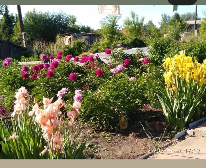 Продам пионы. Алоэ.